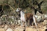 WHIPPET 151